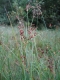 Juncus acutiflorus [copyright]