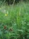 Juncus effusus [copyright]