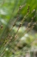 Juncus squarrosus [copyright]