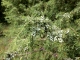 Juniperus communis [copyright]