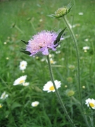 Knautia arvensis Knautia arvensis