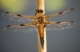 Libellule à quatre taches (Libellula quadrimaculata) Femelle. [copyright Bultot Jacques]