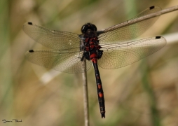 L.dubia_male.jpg