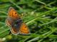 Cuivré écarlate femelle (Lycaena hippothoe) [CC by Dufrêne Marc]