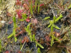 Lycopodiella inundata