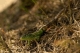 Lézard des souches Lézard des souches