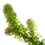 Lagarosiphon