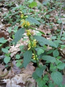 Lamium galeobdolon Lamium galeobdolon