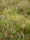 Lande humide avec Erica tetralix, Calluna vuglaris et Juncus squarrosus [copyright]