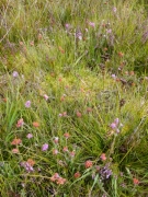lande humide avec Erica tetralix, Calluna vuglaris et Juncus squarrosus lande humide avec Erica tetralix, Calluna vuglaris et Juncus squarrosus