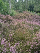 Lande sèche Lande sèche