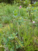 Lande tourbeuse à Vaccinium uliginosum et Erica tetralix Lande tourbeuse à Vaccinium uliginosum et Erica tetralix