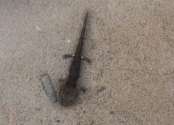 larve_salam_vio.JPG larve_salam_vio.JPG