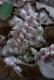 Lathraea squammaria [copyright Wibail Lionel]