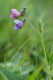 Lathyrus linifolius [copyright Wibail Lionel]