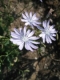 Lactuca perennis [copyright Wibail Lionel]