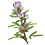 lespedeza_Photo_by_dogtooth77_on_Foter.com__CC_BY-NC-SA_45x45