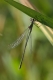 lestes viridis.jpg