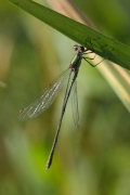 lestes viridis.jpg lestes viridis.jpg