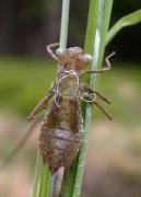Leucorrhinia dubia exuvie dorsal.JPG Leucorrhinia dubia exuvie dorsal.JPG