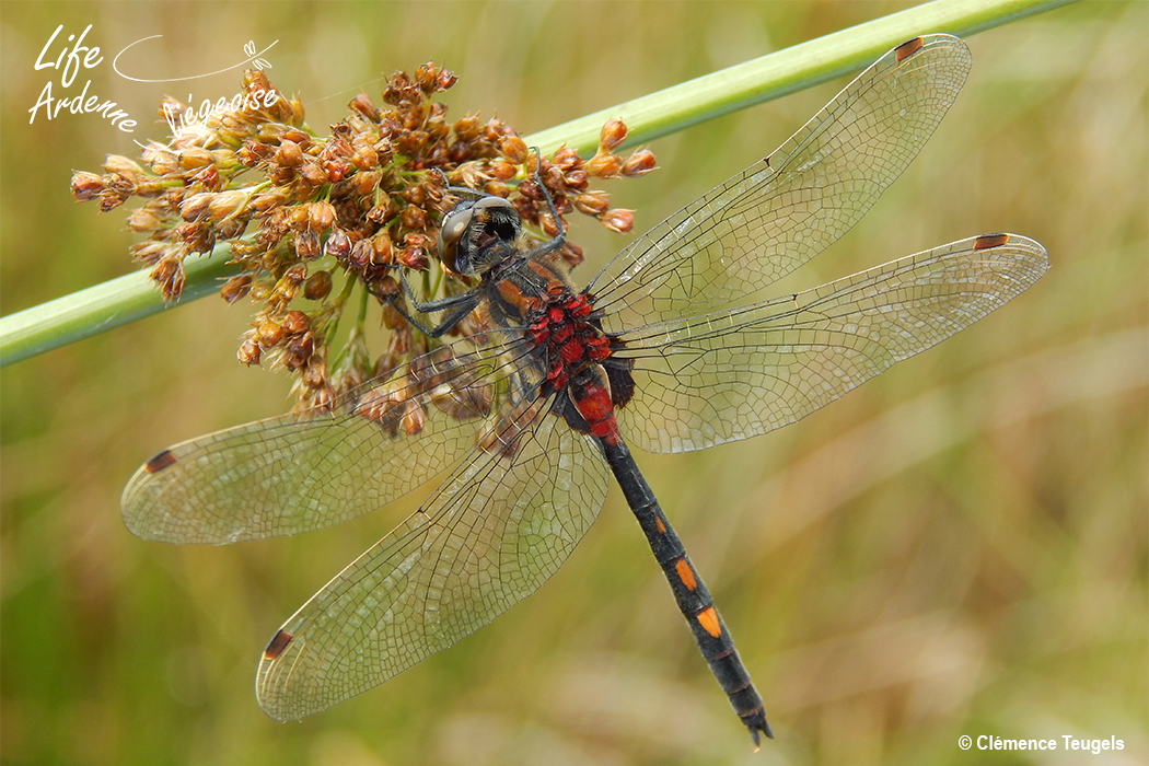 Leucorrhinia_dubia_Vecquee_2017_CT