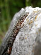 lezard_murailles_vio2.JPG lezard_murailles_vio2.JPG