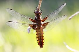 libdep1.jpg libdep1.jpg