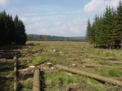 Coupe à blanc entre deux sites ouverts