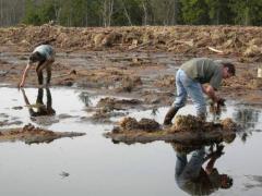 Plantation de linaigrettes