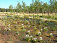 Plantations de linaigrettes