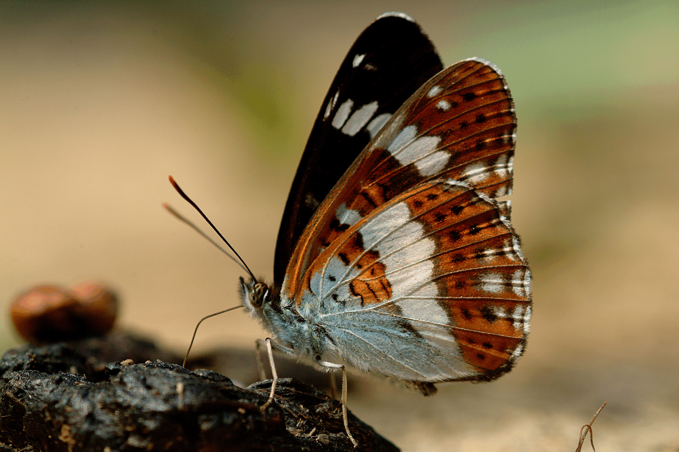 Petit Sylvain (Limenitis camilla) [copyright Toussaint Philippe]