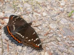 Limenitis populi_imbaud.JPG Limenitis populi_imbaud.JPG