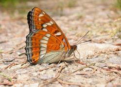 Limenitis populi_imbaud3.JPG Limenitis populi_imbaud3.JPG