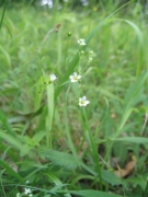 Linum catharticum Linum catharticum