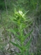Lithospermum officinale [copyright Wibail Lionel]