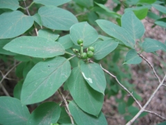 Lonicera xylosteum Lonicera xylosteum