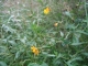 Lotus pedunculatus [copyright]