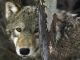 loup