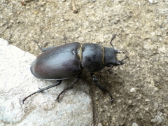 Lucanus cervus_femelle_Baugnée_3.JPG Lucanus cervus_femelle_Baugnée_3.JPG