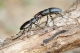 Lucanus_cervus_BRB1223.jpg