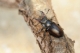 Lucanus_cervus_BRB1390.jpg