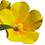 Ludwigia grandiflora detoure N. Borel_45x45