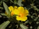 Ludwigia grandiflora_Nicolas_Borel