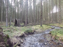 Lue à Dochamps parcelle épicéas draînée