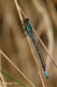 Agrion à lunules