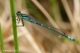 Agrion à lunules (Coenagrion lunulatum) Mâle [copyright Maingeot Emmanuel]