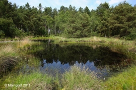lunulatum habitat lunulatum habitat