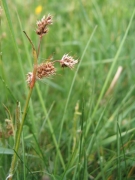 Luzula campestris 2 Luzula campestris 2