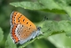 Cuivré de la Bistorte (Lycaena helle) [CC by Dufrêne Marc]