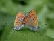 Accouplement de Cuivré de la Bistorte (Lycaena helle) [CC by Dufrêne Marc]